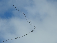 Threskiornis spinicollis