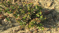 Crassula tetragona