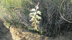 Lachenalia pallida