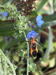 Zelus longipes