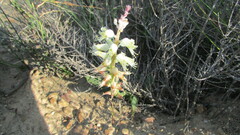 Lachenalia pallida