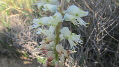 Lachenalia pallida