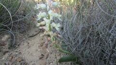Lachenalia pallida