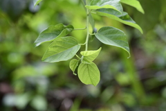 Maclura tricuspidata