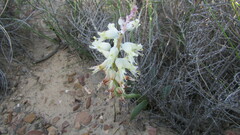 Lachenalia pallida