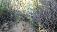 Lachenalia pallida