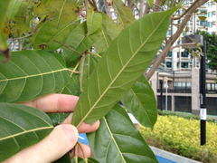Ficus virens sublanceolata