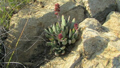 Crassula nudicaulis