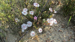Lampranthus elegans