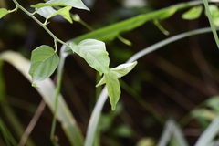 Maclura tricuspidata