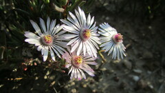 Lampranthus elegans