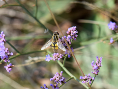Helophilus trivittatus