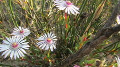 Lampranthus elegans