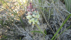 Lachenalia pallida