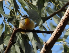 Pardalotus punctatus