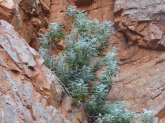 Actinotus schwarzii