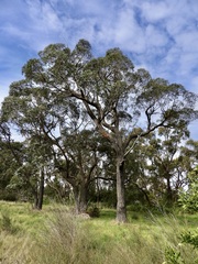 Eucalyptus globoidea