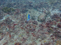 Acanthurus leucosternon