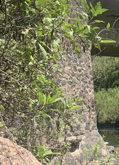 Ambrosia ambrosioides