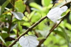 Maclura tricuspidata