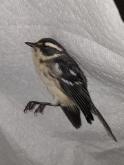 Setophaga nigrescens