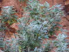 Actinotus schwarzii