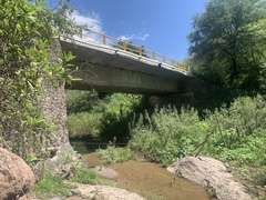 Ambrosia ambrosioides