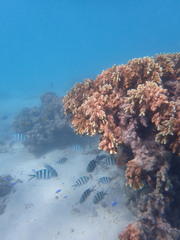 Abudefduf sexfasciatus