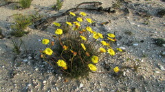 Ursinia