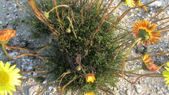 Ursinia