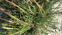Ursinia