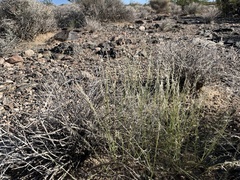 Bouteloua aristidoides