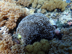 Euphyllia glabrescens