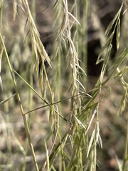 Bouteloua aristidoides
