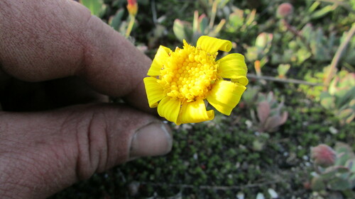 Image of Fringe Babooncabbage by (c) James Deacon, some rights reserved (CC BY-SA)
