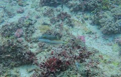 Canthigaster smithae