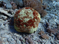 Culcita novaeguineae