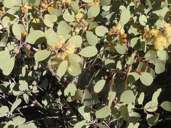Eucalyptus minniritchi