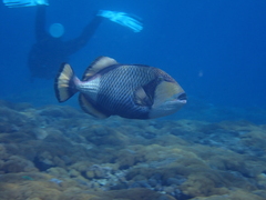 Balistoides viridescens