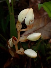 Coelogyne