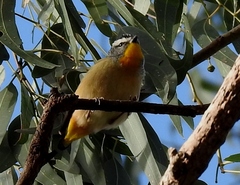 Pardalotus punctatus