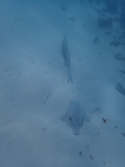 Pastinachus ater