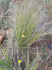Bobartia longicyma