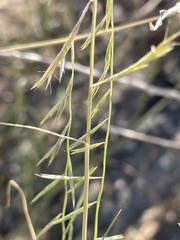 Bouteloua aristidoides