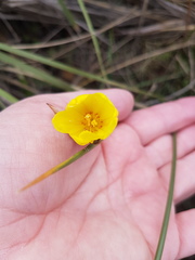 Bobartia longicyma