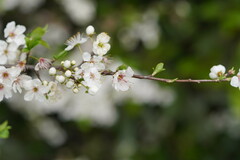 Prunus cerasifera