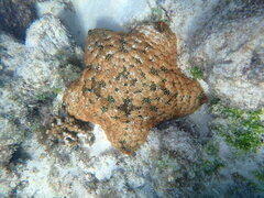 Culcita novaeguineae