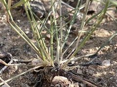 Bouteloua aristidoides