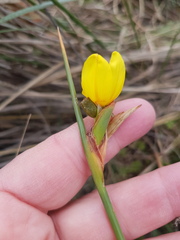 Bobartia longicyma