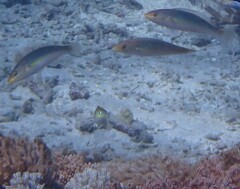 Stethojulis interrupta